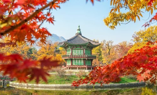 korea, tree, gyeongbokgung, seoul, southkorea, maple leaves, leaf, nature, soil, sand